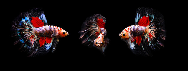 Wall Mural - Betta fish with its wonderful colors. Black background. Betta splendens.