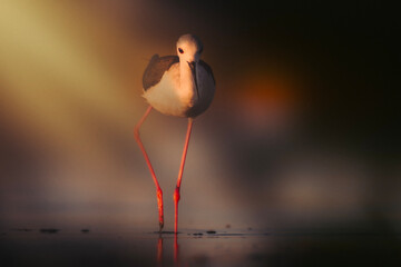 Wall Mural - Cute water bird. Black winged Stilt. Colorful nature habitat background. (Himantopus himantopus).