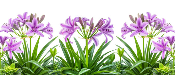 Wall Mural - purple african lilies flowers line isolated on transparent or white background