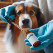 Vaccination of an Australian Shepherd dog with a bottle of cbd oil