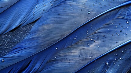 Sticker -  A tight shot of a blue bird's feathers bears drops of water