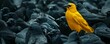 Standout yellow bird among black ravens