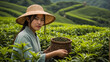 Chinese girl picking green tea on a plantation
