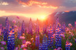 Lupine flowers blooming in the mountains at sunset. Nature background