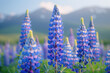 Lupine flowers on the background of the mountains.