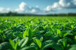 Soybean field in summer. Young green soybean plants. Agricultural landscape.