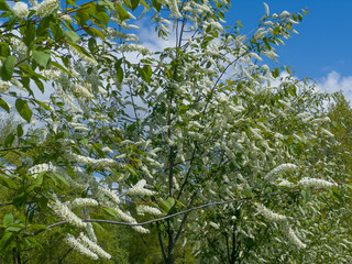 Branches of bird cherry with racemose inflorescences in sunny day
