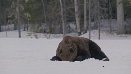 Wall Mural - Big male brown bear dig the snow trying to find something to eat