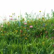 Green grass and wildflowers on white background, copy space