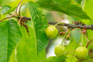 Wall Mural - unripe cherries on the branch of the tree, spring fruit concept