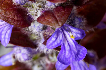 Canvas Print - Bugleweed Blossom 02