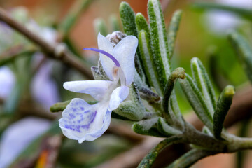 Canvas Print - Rosemary Blossom Speckled 03