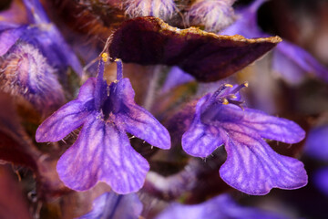 Wall Mural - Bugleweed Blossoms Pair 11