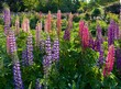 Colorful  lupine and allium blossoms  in a graden in salem, Oregon