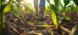 Agriculture, agronomist farmer walks through a corn field. a man works with a shovel in the field. farmer's shovel, farmer wears boots. 