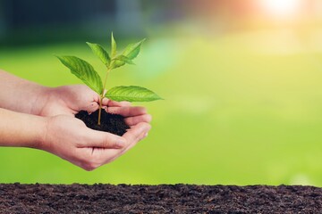 Poster - Green fresh plant in human hands. Eco concept