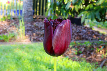 Sticker - Maroon Van Gogh Tulip 02