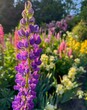 Colorful  lupine blossoms  in a graden in salem, Oregon