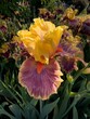A Colorful Iris blossom  in a garden in Salem, Oregon