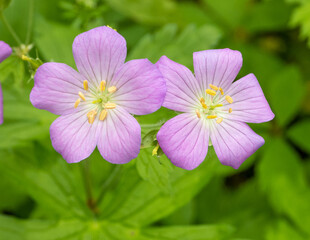 Wall Mural - Geranium maculatum (Wild Geranium) Native North American Spring Woodland Wildflower
