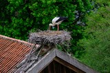 Fototapeta  - Close-up of stork in nest on roof of building. Stork village of Zywkowo, Warmia, Poland	