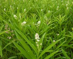 Wall Mural - Maianthemum stellatum (Starry False Solomon's Seal) Native North American Wildflower