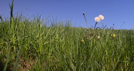 Wall Mural - green grass against a blue sky, green grass growing on a hill in spring