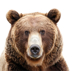 Sticker - A close-up view of a brown bear standing in front of a Png background, a Beaver Isolated on a whitePNG Background