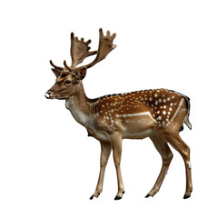 Poster - A deer standing elegantly against a plain white backdrop, a deer isolated on transparent background