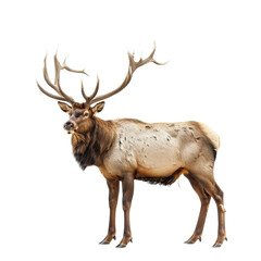 Wall Mural - An elk stands prominently on a Png background, showcasing its majestic presence, a Beaver Isolated on a whitePNG Background