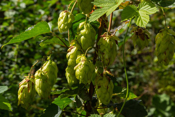Humulus lupulus is a species of perennial herbaceous plants of the hemp family. A medicinal plant that grows in the wild and is also cultivated in agro-industry