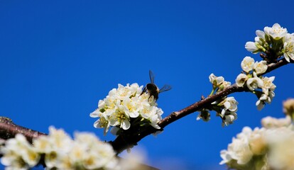 Wall Mural - close-up of a bee collecting nectar from the white flowers of a plum against a bright blue sky