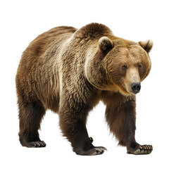 Poster - A brown bear is walking on a Png background, a grizzly bear isolated on transparent background