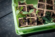 Growing seedlings of watermwlon in a special box, spring gardening