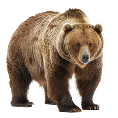 Sticker - A brown bear is standing against a plain Png background, a Beaver Isolated on a whitePNG Background