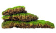 Green mossy hill isolated on a white background. Natural forest moss.