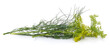 Dill with flower.
