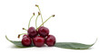 A bunch of cherries ripe cherry on a leaf.