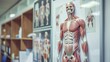 © Gefo - Anatomical chart of the human muscular system hanging in a medical office for patient education.