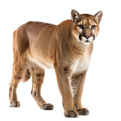 Sticker - A mountain lion stands proudly against a white backdrop, a mountain lion isolated on transparent background