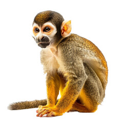 Wall Mural - A squirrel monkey is seated in front of a plain white backdrop, a squirrel monkey isolated on transparent background