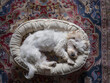 A small white dog sleeping in a round bed on a rug.