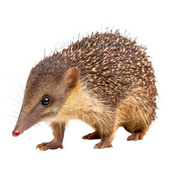 Poster - A small hedgehog stands against a plain white backdrop, a Beaver Isolated on a whitePNG Background