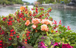 flower pot with cupea and begonias, beside Aare river Thun