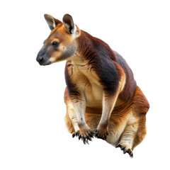 Poster - A kangaroo is seated on a plain Png background, a tree kangaroo isolated on transparent background