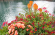 flower pot with cupea and begonias, beside Aare river Thun