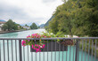 hanging flower basket with pink petunias and red clover, Aare river Thun