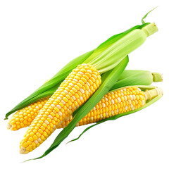 Poster - Two ears of corn placed on a plain Png background, a Beaver Isolated on a whitePNG Background