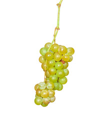 Wall Mural - bunch of fresh grapes isolated on white