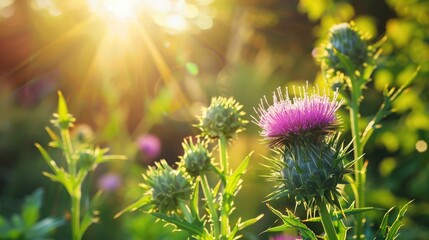 Poster - A sun soaked spring day illuminates a vibrant green garden showcasing a close up of a majestic milk thistle